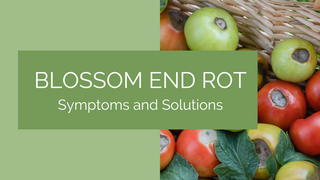 What is Blossom End Rot?  Symptoms and Solutions.
