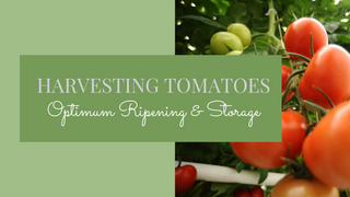 Harvesting Tomatoes - Optimal Ripening and Storage