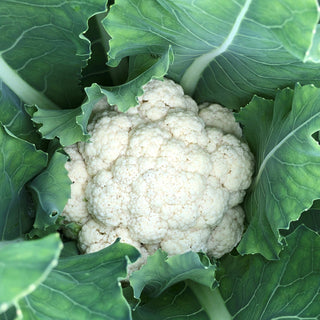 Farm fresh vegetables grown at Maple Park Farm. All vegetables are available in our weekly vegetable delivery to local homes. All vegetables are grown using sustainable growing practices including no chemicals or pesticides used.