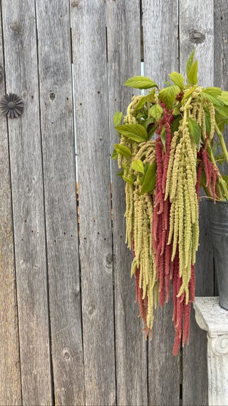 Beautiful trailing Amaranthus in pink and green tones.  Loved by florists for design work.