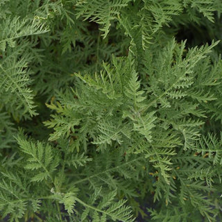 Artemisia gmelinii SunFern Arcadia