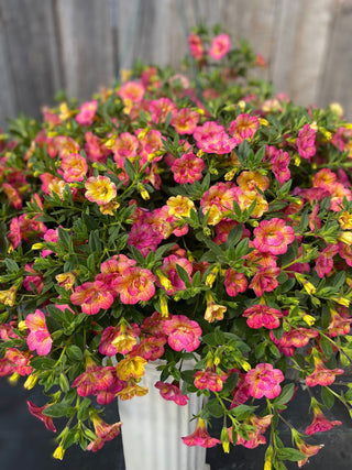 Beautiful Calibrachoa. The chameleon series is a mix of pinks and yellows. Grown here at Maple Park Farm Greenhouse,