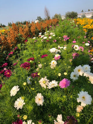 Cosmos and Amaranthus growing in the garden.