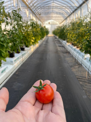 Cherry tomato in our vegetable greenhouse. We use drip irrigation to help grow sustainability.