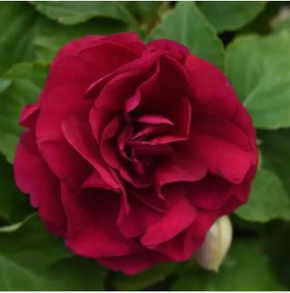 Burgundy glimmer impatiens.  Perfect for landscapes, hanging baskets and contianers.