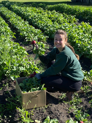 Harvesting radishes in the garden.