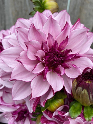 Stunning purple dahlia grown at Maple Park Farm. This variety is used for cut flowers and make excellent focal flowers in bouquets and arrangements.