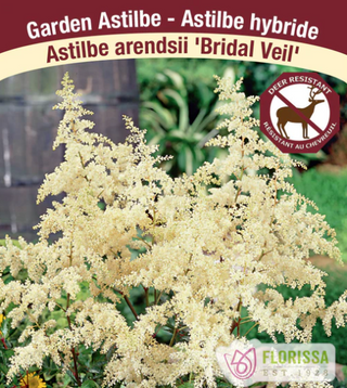 Flourishing in partial to full shade, this Astilbe variety is perfect for those dappled areas in your garden that yearn for a touch of glamour. 'Bridal Veil' thrives in well-drained, humus-rich soil, ensuring a long-lasting and resilient presence in your outdoor sanctuary.