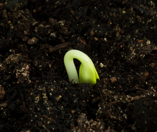 Plant seedling just emerging from the soil.