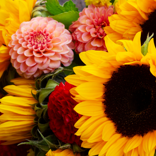 Beautiful cut flower bouquet of Sunflowers and Dahlias at Maple Park Farm