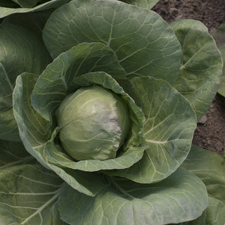 Cabbage, Round