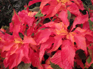 With its striking upright stems adorned with colourful plumes of foliage, this Amaranthus variety is a show-stopping addition to borders, beds, and containers, creating a carnival of colour and excitement in your outdoor space. Grown from seed at Maple Park Farm