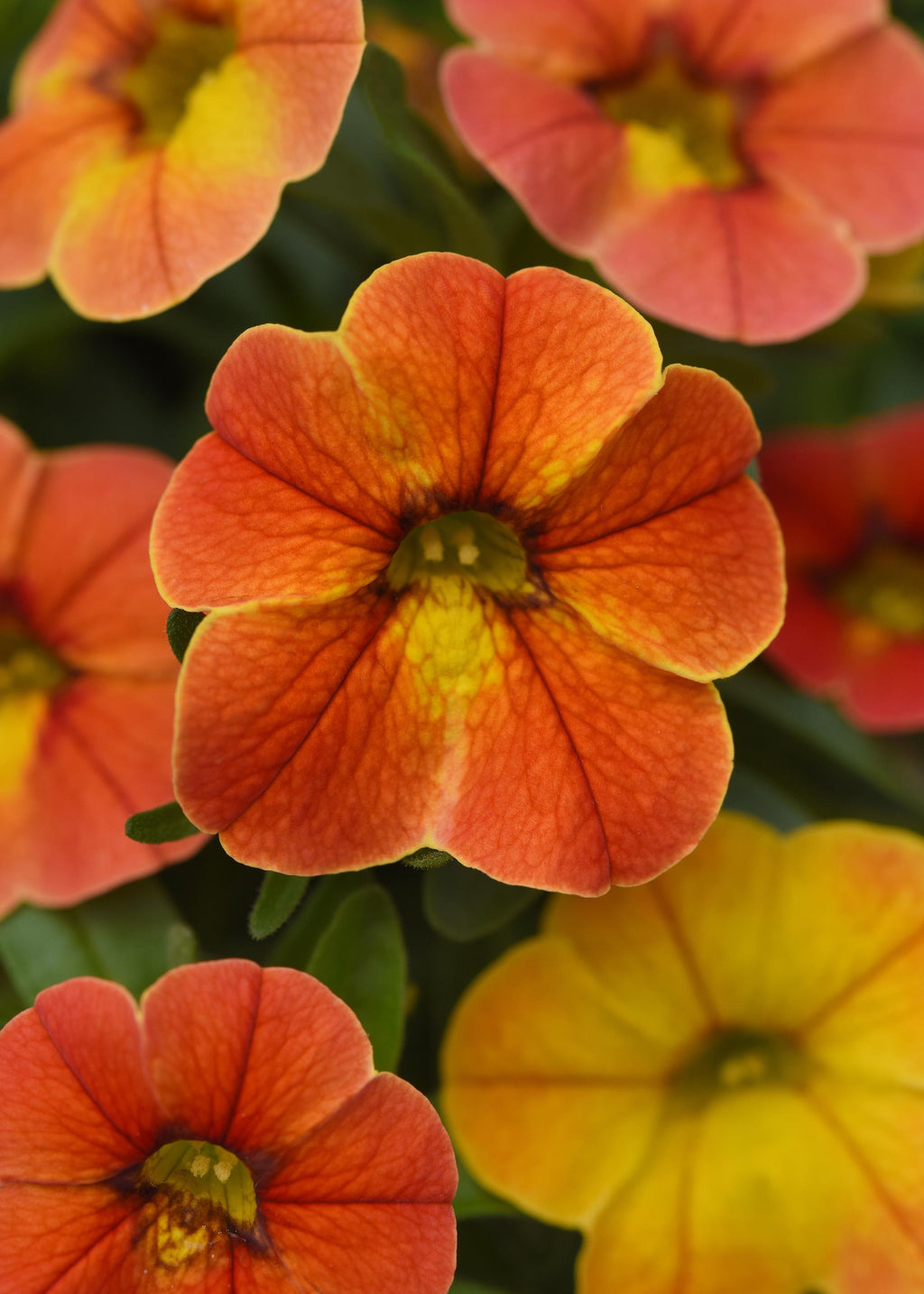 Calibrachoa, Conga Diva Orange – Maple Park Farm