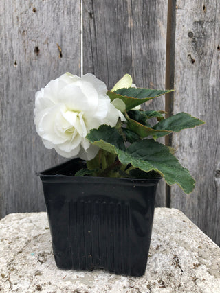 Begonia, Nonstop White
