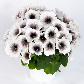 Petunia, Crazytunia Black & White