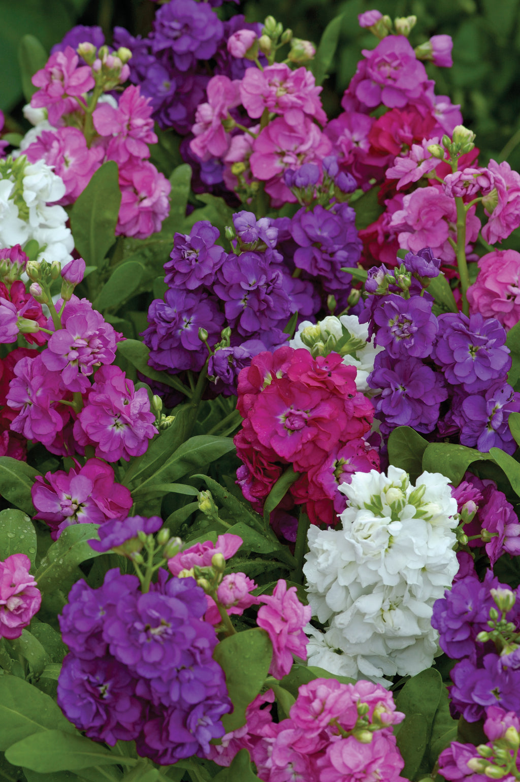 Stock, Hot Cakes Mix Maple Park Farm