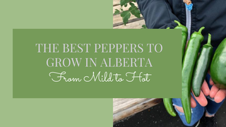 Why You Should Be Growing Peppers in Your Alberta Garden This Year