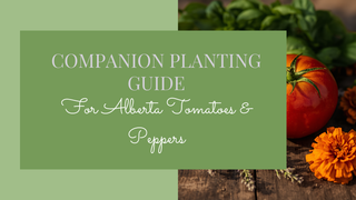 Companion Planting for Alberta Gardeners.  What to Grow Next to Your Tomatoes and Peppers.