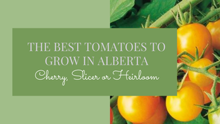 The Best Tomatoes to Grow in Alberta.  Cherry, Slicers and Containers