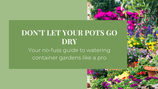 Don't Let Your Pots Go Dry: Your no-fuss guide to watering container gardens like a pro