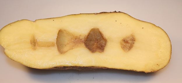 Potato - Hollow Heart – Maple Park Farm