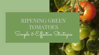 Ripening Green Tomatoes: Learn Simple Strategies