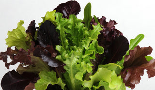 Lettuce types and growing tips