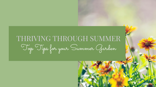 Thriving Through Summer: Top Tips for Maintaining Your Garden's Flourishing Beauty