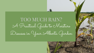 Too Much Rain? A Practical Guide to Moisture Diseases in Your Alberta Garden