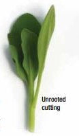Behind the Scenes - Week 5 - Unrooted Cuttings & Seeding Time