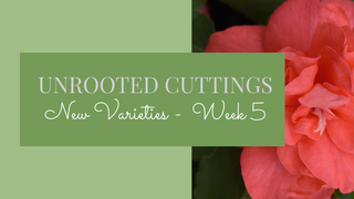 Week 5 - Unrooted Cuttings