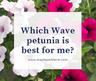 Which wave petunia is best for me?