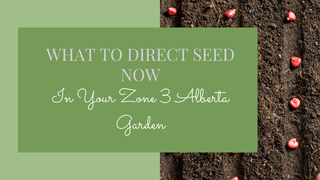 What You Can Still Direct Seed in Your Alberta Zone 3 Garden Right Now.