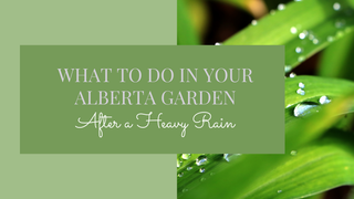 What to Do in Your Alberta Garden After Heavy Rain