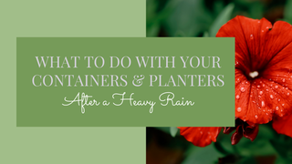 What to Do With Your Containers and Planters After Heavy Rain in Alberta