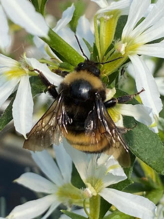 Discover Our Vibrant Collection of Pollinator-Friendly Plants Grown at Maple Park Farm