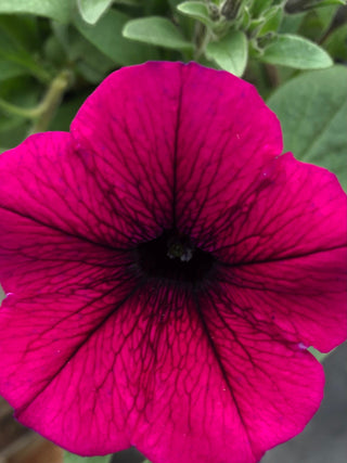 Trailing Petunia (bedding plant) grown without chemicals or pesticides at Maple Park Farm Greenhouse located in Beaver County