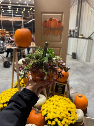 Pumpkin & Succulent Centerpiece