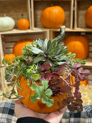 Pumpkin & Succulent Centerpiece