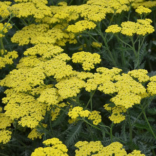 Achillea, Sassy Summer Lemon