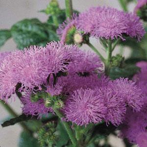 Ageratum, Blue Horizon