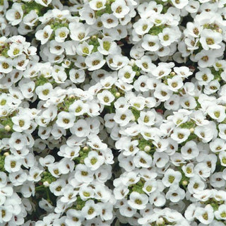 Alyssum, Clear Crystal White