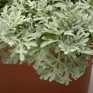 Artemisia, Silver Brocade