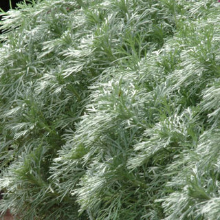 Artemisia schmidtiana Silver Mound (Wormwood)