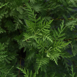 Artemisia, SunFern Olympia