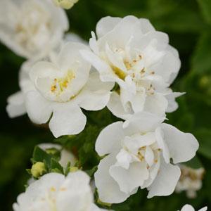 Bacopa, Scopia Double Snowball