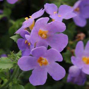 Bacopa, Scopia Gulliver Blue