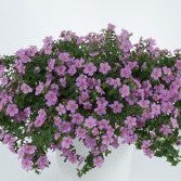 Bacopa, Scopia Gulliver Pink