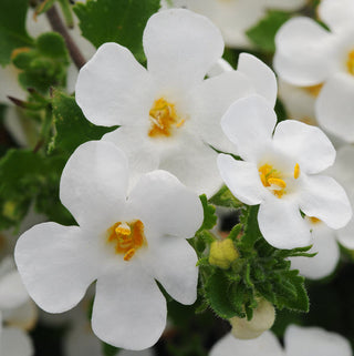 Bacopa, Scopia Gulliver White