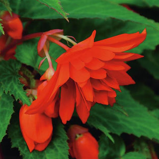 Begonia, Belleconia Hot Orange